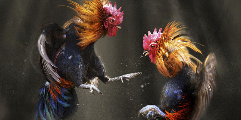 Không khí sôi động tại trường gà Thomo, nơi anh em hội tụ