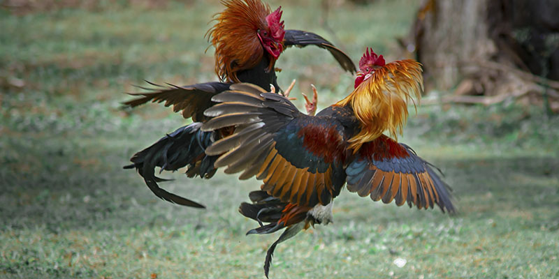 Livestream đá gà Thomo chất lượng cao cho anh em cược thủ